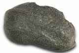 Huge, Fossil Whale Ear Bone - South Carolina #321084-1
